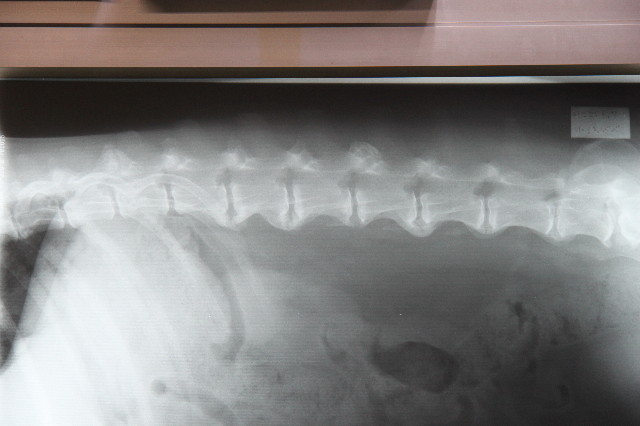 ファイル 1565-5.jpg