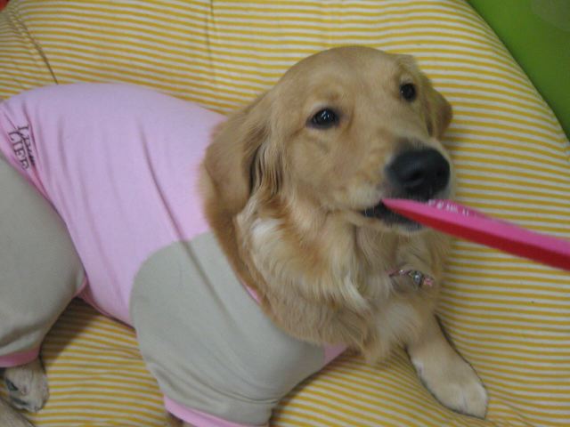 ファイル 157-1.jpg