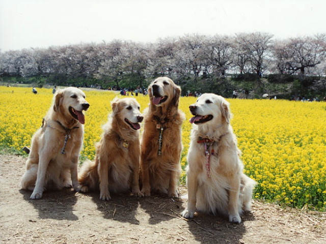 ファイル 1571-5.jpg