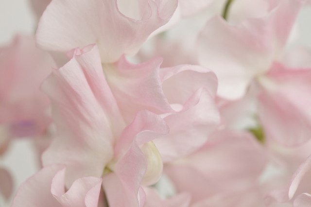 ファイル 1572-1.jpg