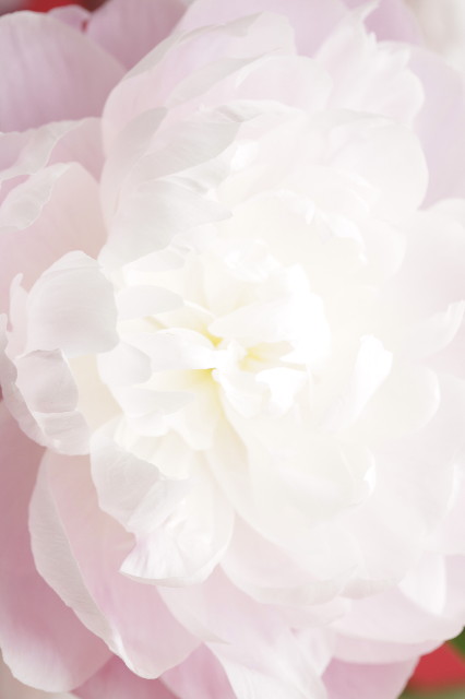 ファイル 1572-4.jpg