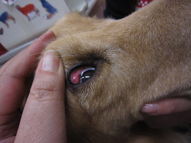 ファイル 1576-1.jpg