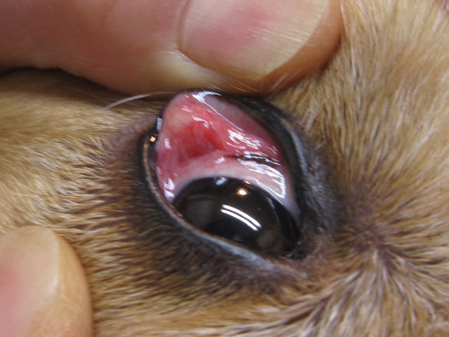 ファイル 1576-2.jpg