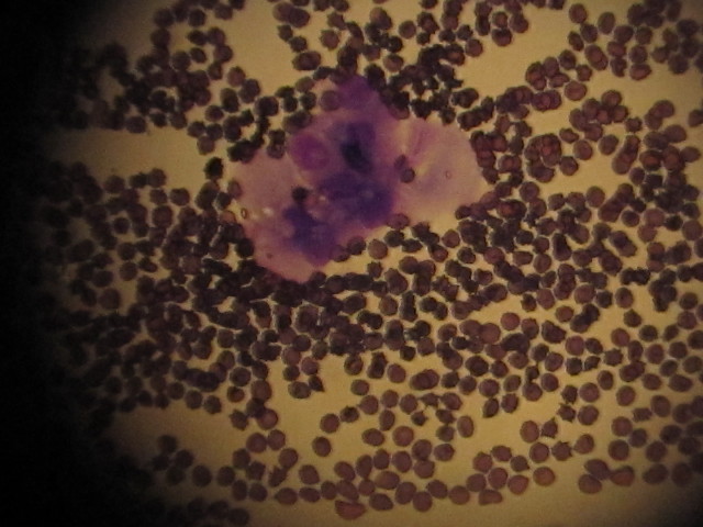 ファイル 1576-4.jpg