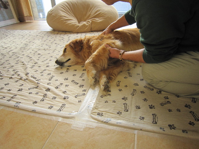 ファイル 1579-1.jpg