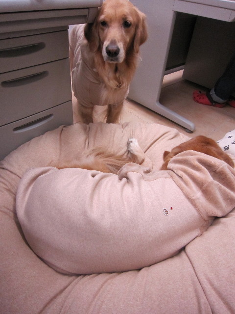 ファイル 1583-4.jpg