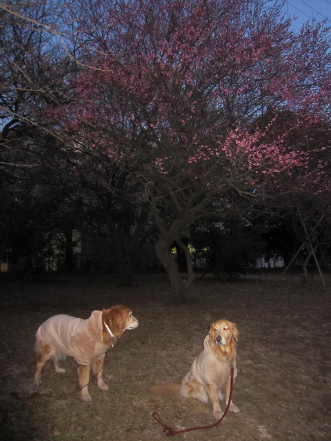 ファイル 1586-2.jpg