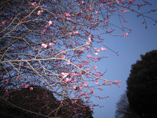 ファイル 1586-5.jpg