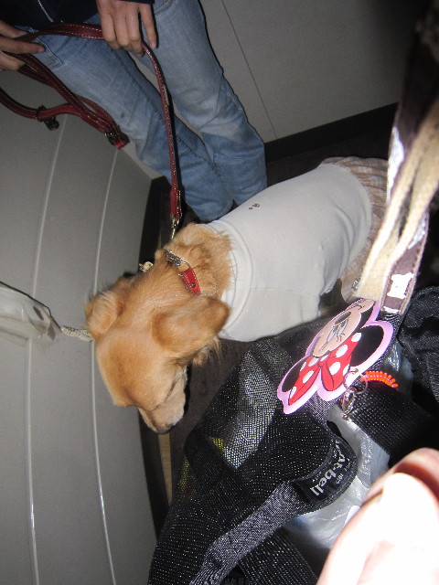 ファイル 1589-1.jpg