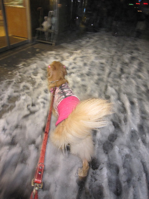 ファイル 1597-1.jpg