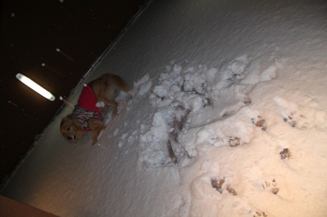 ファイル 1597-2.jpg