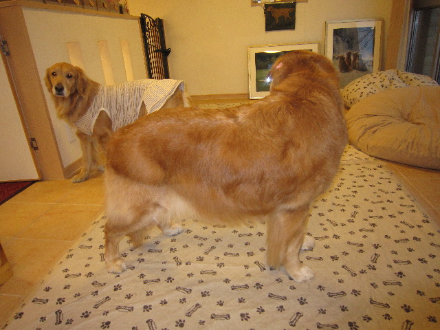 ファイル 1603-5.jpg