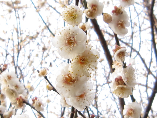 ファイル 1604-2.jpg