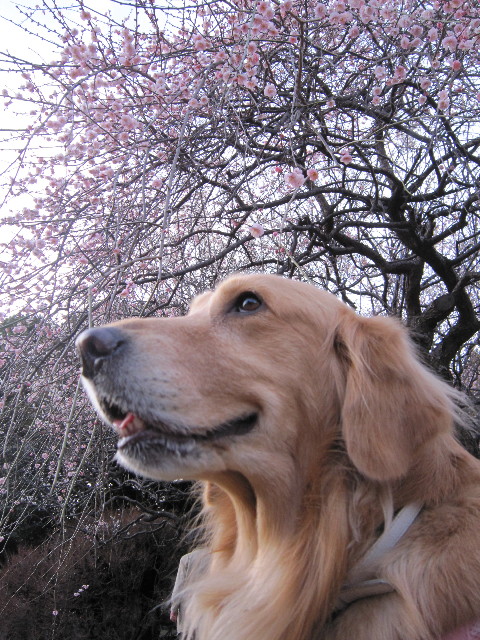 ファイル 1604-4.jpg