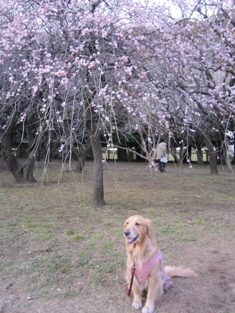 ファイル 1604-5.jpg