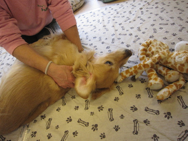 ファイル 1628-4.jpg