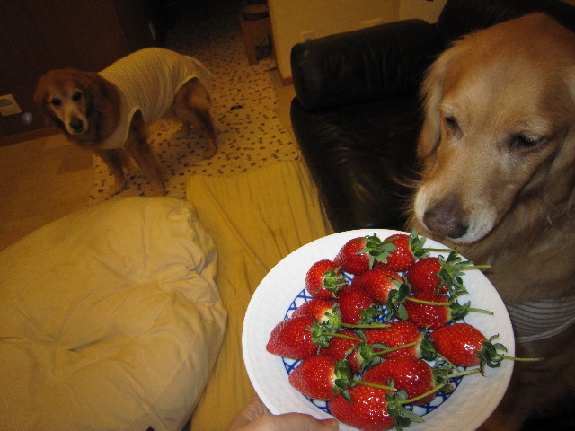 ファイル 1630-2.jpg