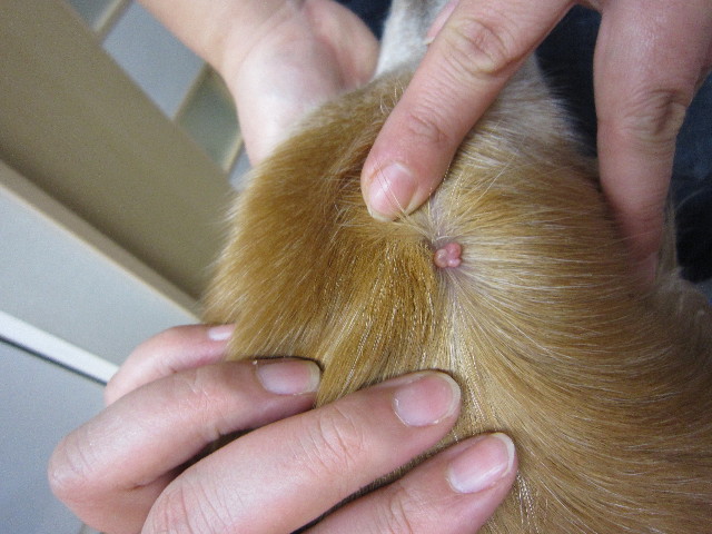 ファイル 1644-5.jpg