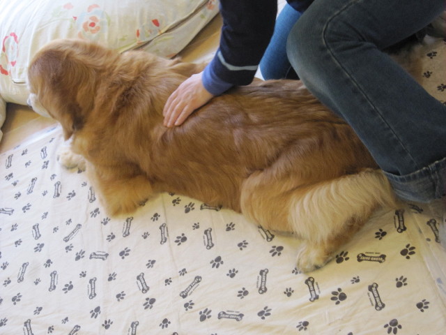 ファイル 1646-1.jpg