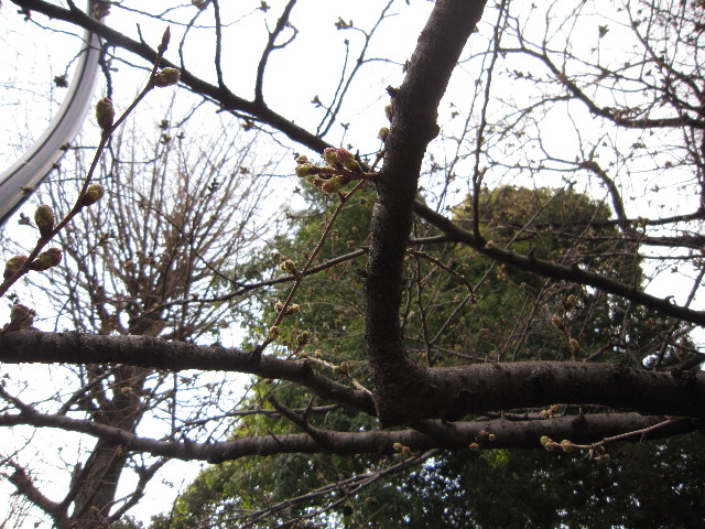 ファイル 1651-1.jpg