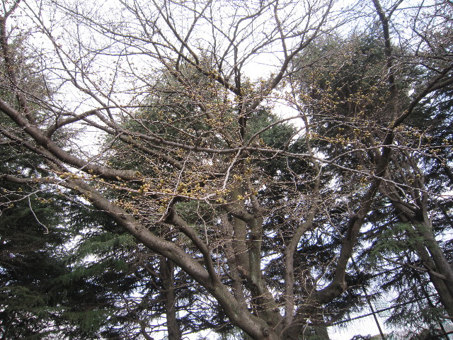 ファイル 1651-2.jpg