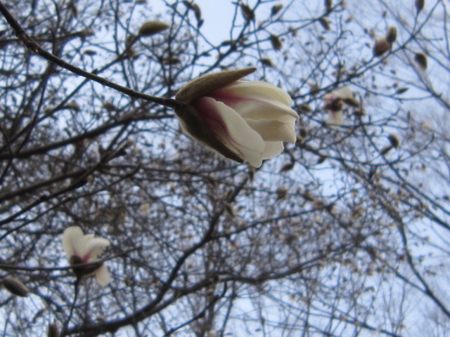 ファイル 1652-1.jpg