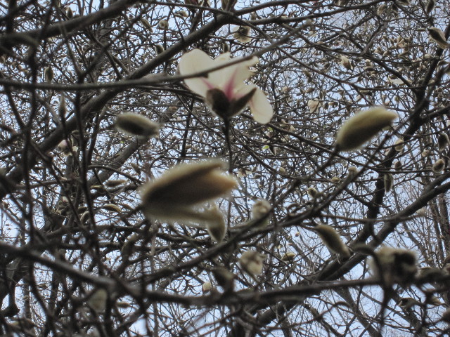 ファイル 1652-3.jpg