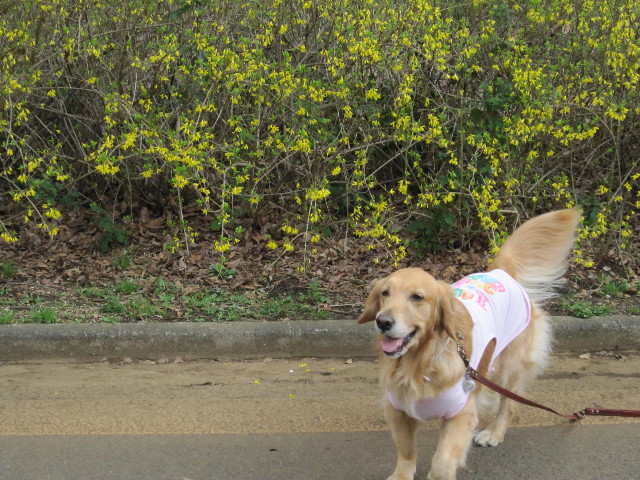 ファイル 1653-1.jpg