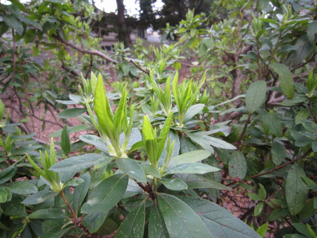 ファイル 1653-5.jpg