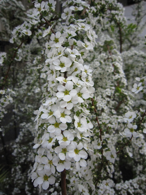 ファイル 1654-4.jpg