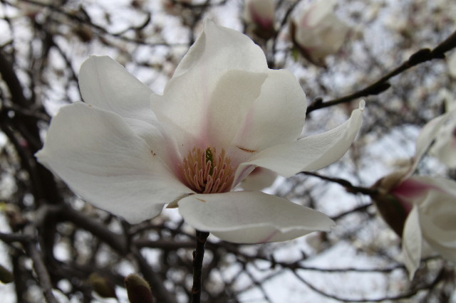 ファイル 1658-1.jpg