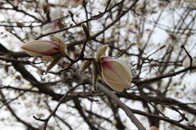 ファイル 1658-2.jpg