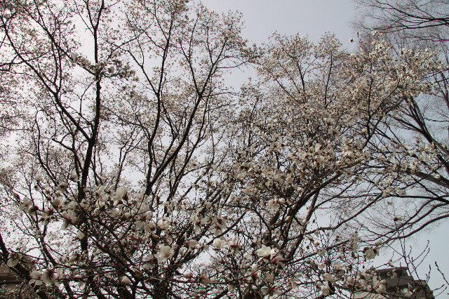 ファイル 1658-3.jpg