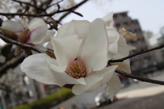 ファイル 1658-4.jpg