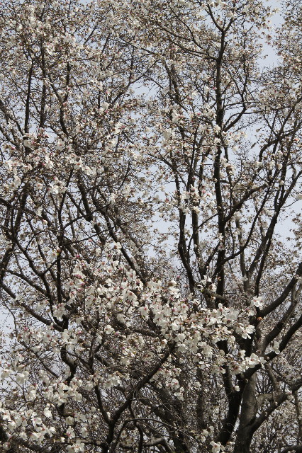 ファイル 1658-5.jpg