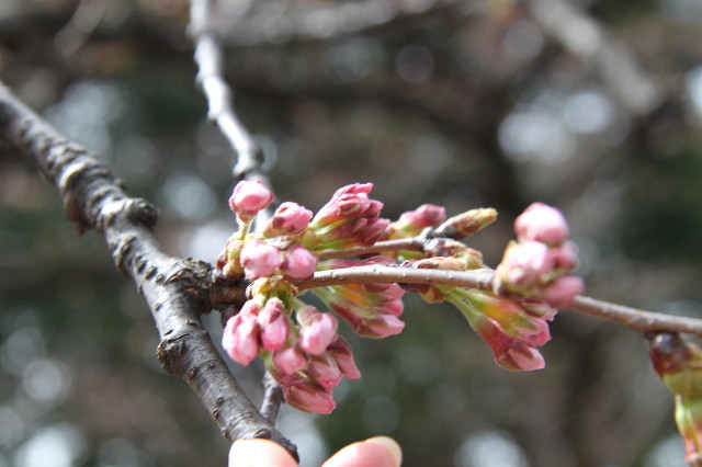 ファイル 1659-3.jpg