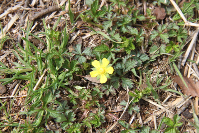 ファイル 1659-4.jpg