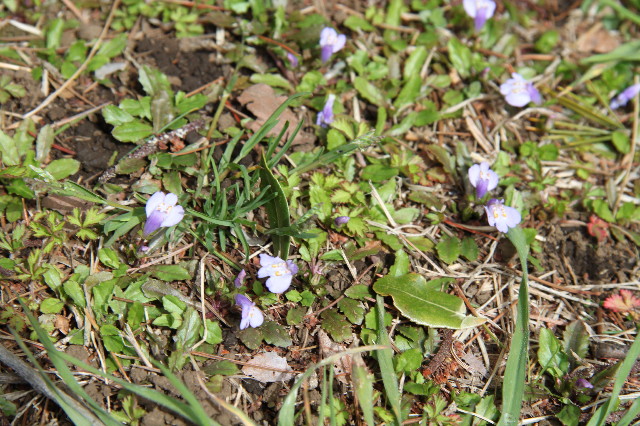 ファイル 1659-5.jpg