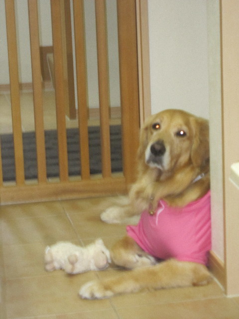 ファイル 1662-2.jpg