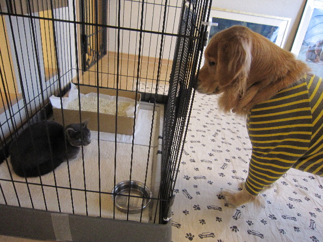 ファイル 1667-1.jpg