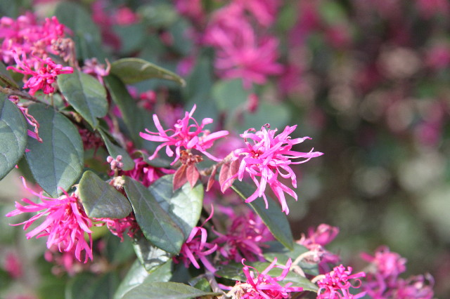 ファイル 1672-2.jpg