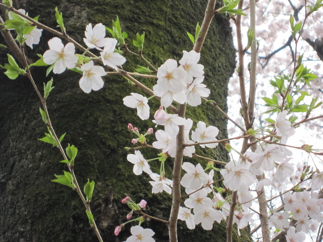 ファイル 1686-3.jpg