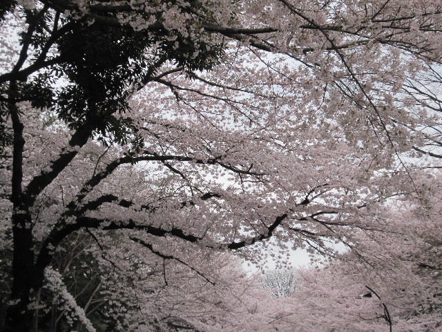 ファイル 1689-1.jpg