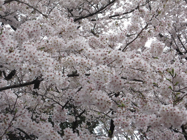 ファイル 1689-4.jpg