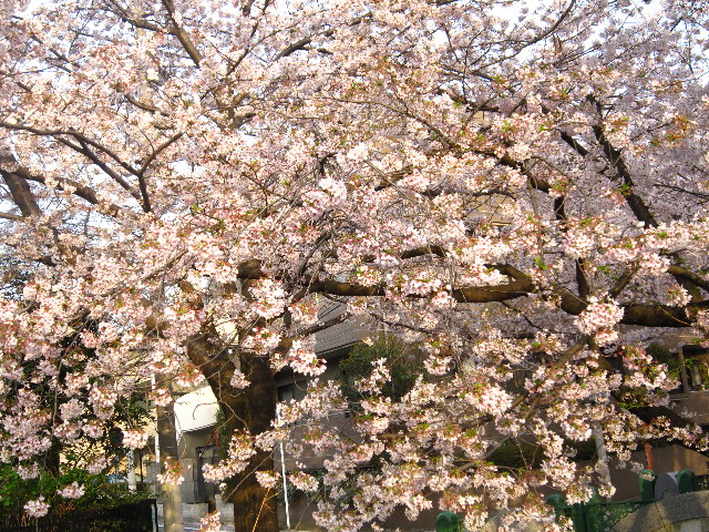 ファイル 1696-3.jpg