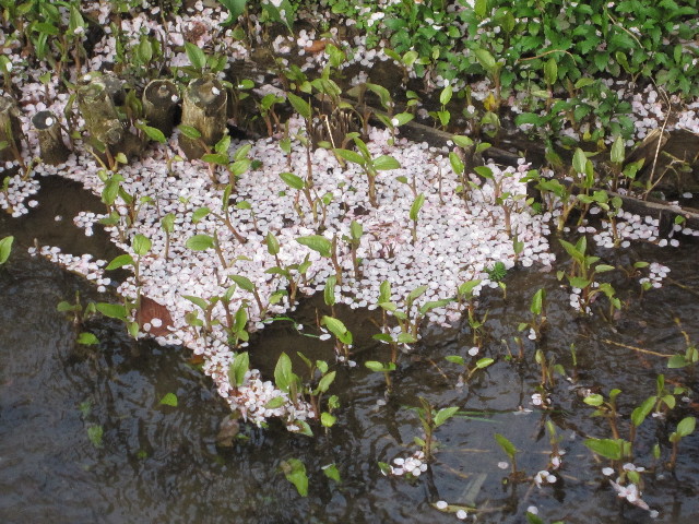 ファイル 1696-5.jpg