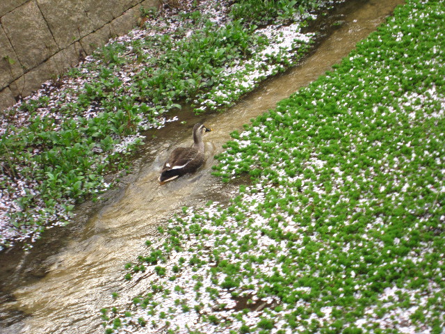 ファイル 1697-1.jpg