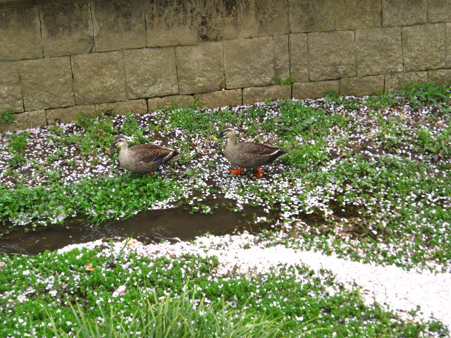 ファイル 1697-3.jpg