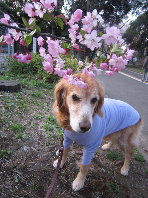 ファイル 1700-2.jpg