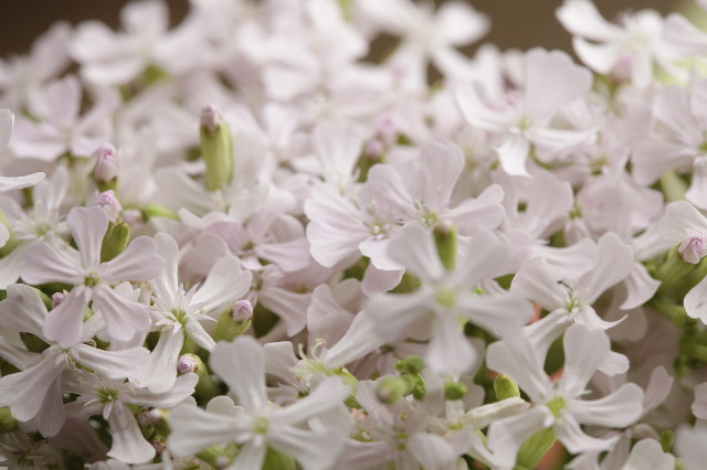 ファイル 1703-3.jpg